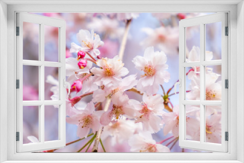 Fototapeta Naklejka Na Ścianę Okno 3D - しだれ桜　Japanese weeping cherry blossoms