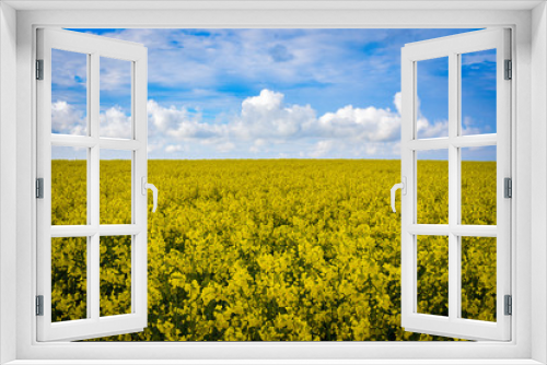 Fototapeta Naklejka Na Ścianę Okno 3D - yellow rapeseed field
