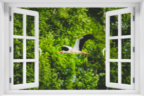 Fototapeta Naklejka Na Ścianę Okno 3D - Storch im Flug