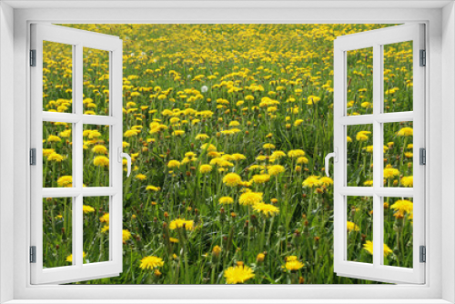 Fototapeta Naklejka Na Ścianę Okno 3D - A field of yellow dandelions in spring