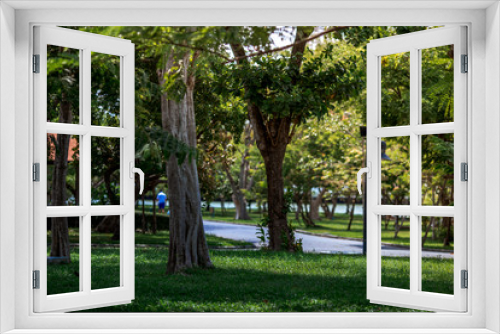 Fototapeta Naklejka Na Ścianę Okno 3D - The natural background of the trunks of trees planted in the park, with blurred winds, fresh air and coolness.