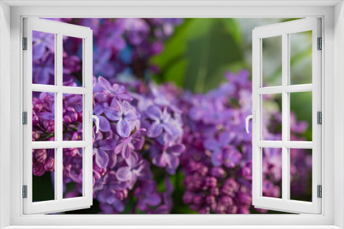 Fototapeta Naklejka Na Ścianę Okno 3D - Purple flowers, Lilac flowers background