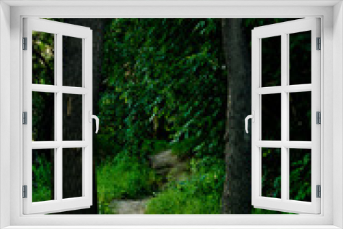 Fototapeta Naklejka Na Ścianę Okno 3D - A narrow forest path winds through tall trees in a dark forest. 
The dense foliage of the trees does not let in daylight and therefore it is dark around.