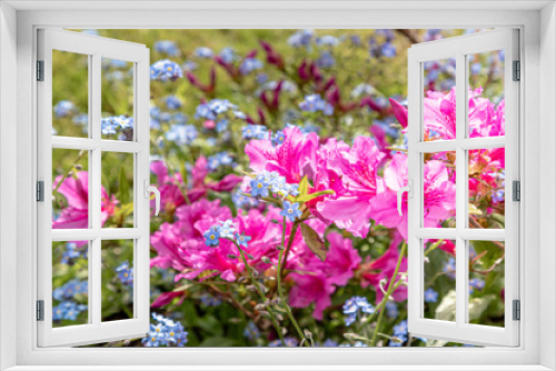 Fototapeta Naklejka Na Ścianę Okno 3D - Forget-me-not in rhododendrons