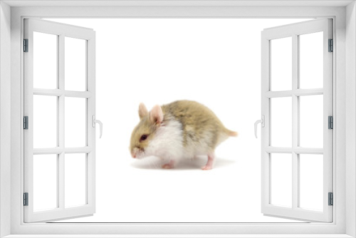 Fototapeta Naklejka Na Ścianę Okno 3D - Campbell hamster white background