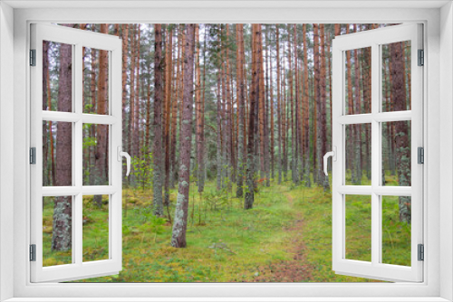 Fototapeta Naklejka Na Ścianę Okno 3D - Sentier en forêt