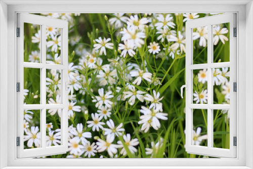 Fototapeta Naklejka Na Ścianę Okno 3D - Beautiful white spring flowers bloomed in the meadow. Colorful background for wallpaper or desktop. The beauty of nature. Green leaves and white flowers

