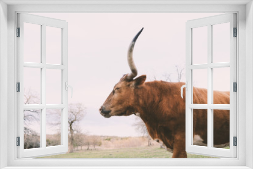 Fototapeta Naklejka Na Ścianę Okno 3D - Texas longhorn cow during winter in farm field.