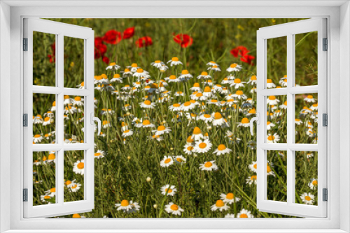 Fototapeta Naklejka Na Ścianę Okno 3D - Bloom. Chamomile. Blooming chamomile field, chamomile flowers on  meadow in summer, selective focus, blur. Beautiful nature scene with blooming medical daisies on sun day. Beautiful meadow background