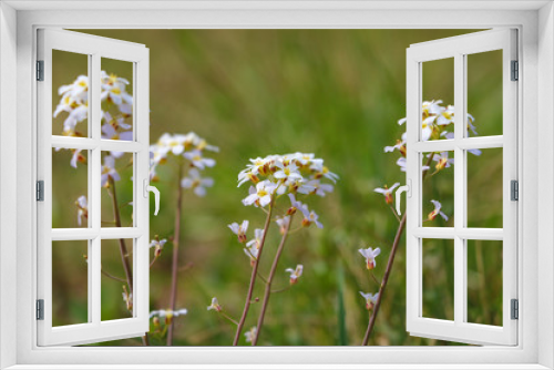Fototapeta Naklejka Na Ścianę Okno 3D - Beautiful young green grass. Bloom. Selective focus.