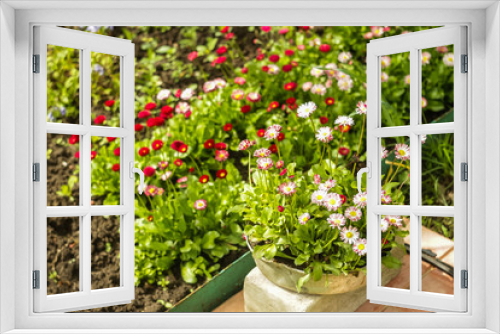 Fototapeta Naklejka Na Ścianę Okno 3D - Daisy garden blooming