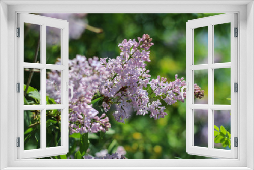 Fototapeta Naklejka Na Ścianę Okno 3D - Blooming Lilac Branch In Springtime on the green blurred background