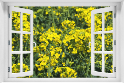 Fototapeta Naklejka Na Ścianę Okno 3D - Yellow rape blossoms on the field. Crop Brassica napus. Texture.