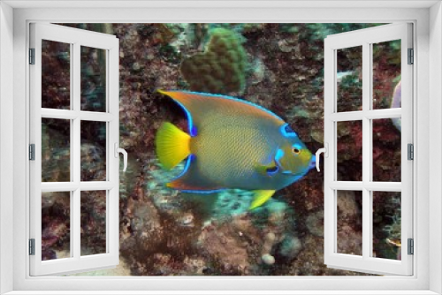 Fototapeta Naklejka Na Ścianę Okno 3D - Queen angelfish in Bay of Pigs, Cuba, underwater photograph