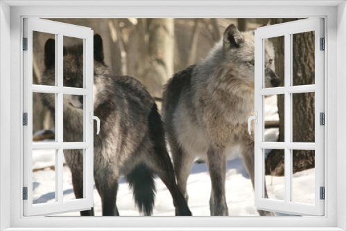 Fototapeta Naklejka Na Ścianę Okno 3D - Wolves