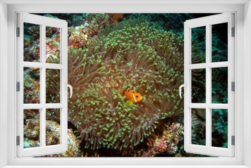Fototapeta Naklejka Na Ścianę Okno 3D - Maldive anemonefish, Maldivian clownfish in Arabian sea, Baa Atoll, Maldives, underwater photograph