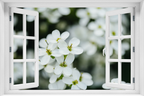Fototapeta Naklejka Na Ścianę Okno 3D - 
Beautiful white wildflowers in spring. Close-up.
