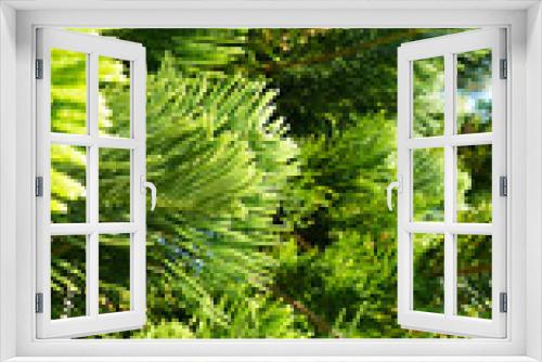 Fototapeta Naklejka Na Ścianę Okno 3D - Natural green plant background .coniferous branches and leaves of Japanese cedar. needles growing up subtropical trees. composition of young branches. cryptomeria