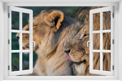 Fototapeta Naklejka Na Ścianę Okno 3D - Lion photographed in South Africa. Picture made in 2019.