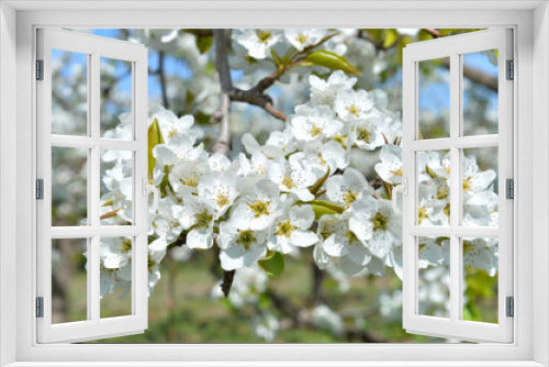 Fototapeta Naklejka Na Ścianę Okno 3D - Pear flower in full bloom in spring