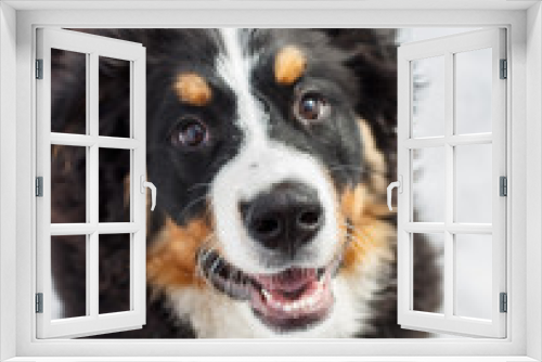 Fototapeta Naklejka Na Ścianę Okno 3D - portrait of a black and white dog