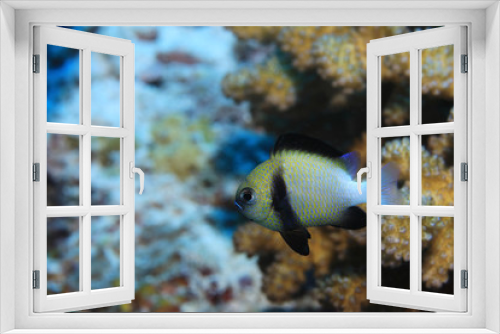 Fototapeta Naklejka Na Ścianę Okno 3D - Cloudy dascyllus fish underwater in the Indian Ocean