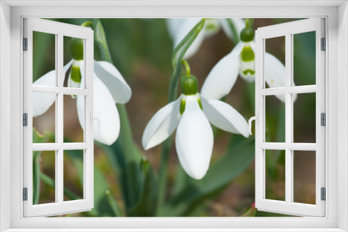Fototapeta Naklejka Na Ścianę Okno 3D - Snowdrops - first spring flowers white colour - on ground, St. St. Constantine and Helena, Bulgaria.
