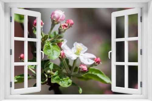 Fototapeta Naklejka Na Ścianę Okno 3D - Flowering apple tree