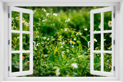Fototapeta Naklejka Na Ścianę Okno 3D - Beautiful little white bidens pilosa flowers blooming in spring