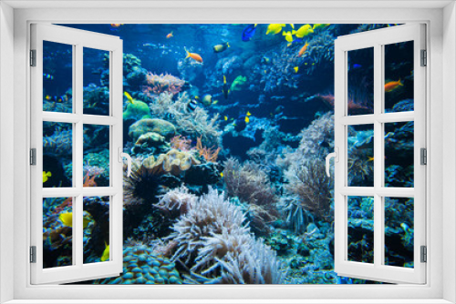 Fototapeta Naklejka Na Ścianę Okno 3D - Tropical Fish on a coral reef. colourfull fishes in dark deep blue water