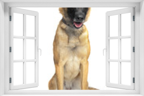 Fototapeta Naklejka Na Ścianę Okno 3D - Belgian Shepherd Dog