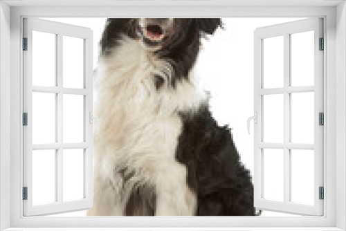Fototapeta Naklejka Na Ścianę Okno 3D - border collie sheepdog