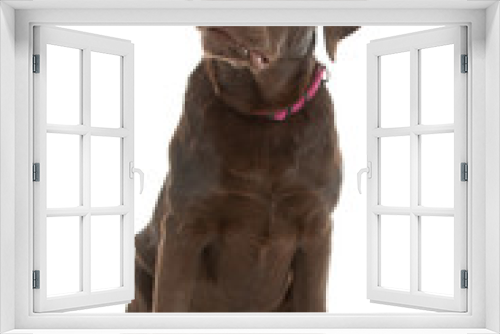 Fototapeta Naklejka Na Ścianę Okno 3D - Chocolate Labrador Retriever