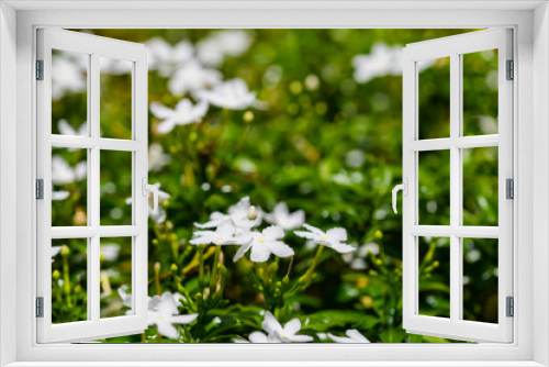 Fototapeta Naklejka Na Ścianę Okno 3D - Soft focus on green leaves in the background, close up of jasmine flowers
