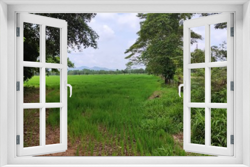 Fototapeta Naklejka Na Ścianę Okno 3D - Rice crop