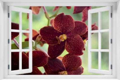 Fototapeta Naklejka Na Ścianę Okno 3D - Colorful orchids in natural background