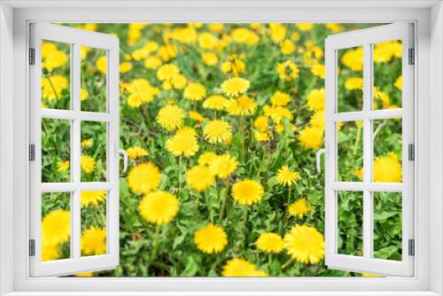 Fototapeta Naklejka Na Ścianę Okno 3D - Yellow dandelions in a green field