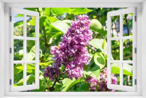 Fototapeta Naklejka Na Ścianę Okno 3D - Abstract colorful nature spring background with closeup view of Common Lilac Charles Joly Syringa vulgaris in a garden in Netherlands.