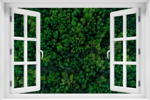 Fototapeta Naklejka Na Ścianę Okno 3D - widok z góyr na zielony las