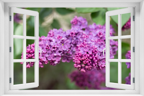 Fototapeta Naklejka Na Ścianę Okno 3D - Lilac branch in the garden