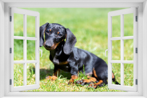 Fototapeta Naklejka Na Ścianę Okno 3D - Cute puppy of dachshund
