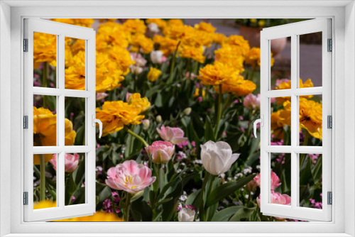 Fototapeta Naklejka Na Ścianę Okno 3D - beautiful yellow white pink tulips on a flower bed flooded with the sun