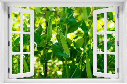 Fototapeta Naklejka Na Ścianę Okno 3D - green peas growing on a farm