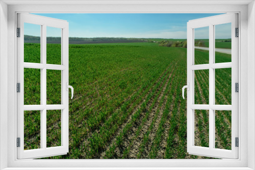 Fototapeta Naklejka Na Ścianę Okno 3D - wheat field in spring time