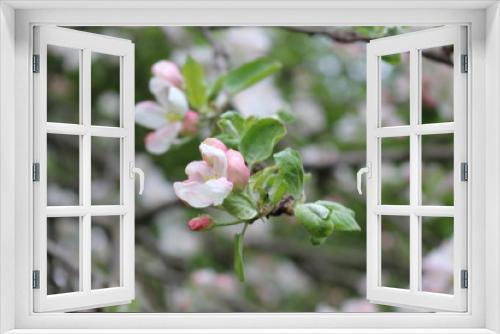 Fototapeta Naklejka Na Ścianę Okno 3D - Delicate pink flowers bloomed on an apple tree in spring.