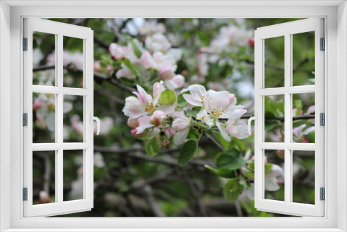 Fototapeta Naklejka Na Ścianę Okno 3D - Delicate pink flowers bloomed on an apple tree in spring.