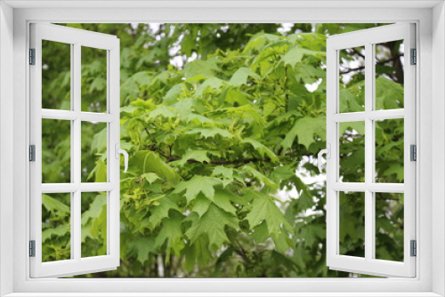 Fototapeta Naklejka Na Ścianę Okno 3D - 
Seeds ripen on a maple tree