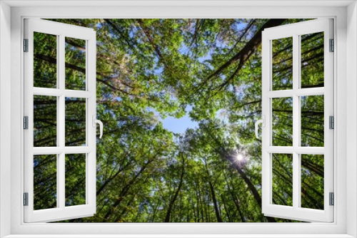 Fototapeta Naklejka Na Ścianę Okno 3D - Beautiful blue sky top foliage, nature.