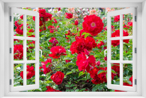 Fototapeta Naklejka Na Ścianę Okno 3D - 赤い薔薇