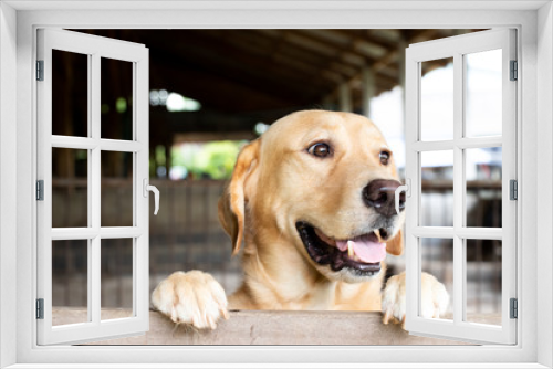 Fototapeta Naklejka Na Ścianę Okno 3D - Brown golden retreiver dog stood and wait over the cage